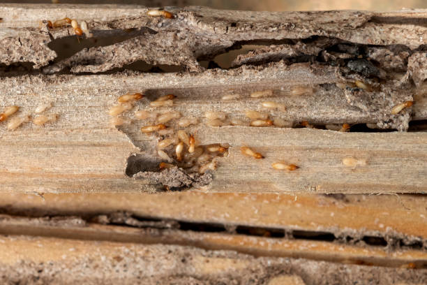 Reliable Ogden, KS Pest Control Solutions