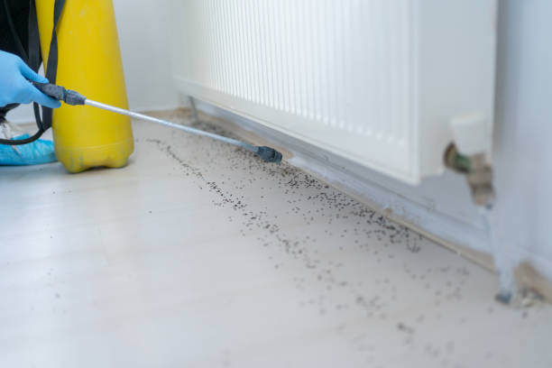 Flea Control Services in Ogden, KS